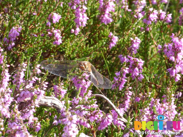 FZ020387 Common darter (Sympetrum striolatum) on heather flower